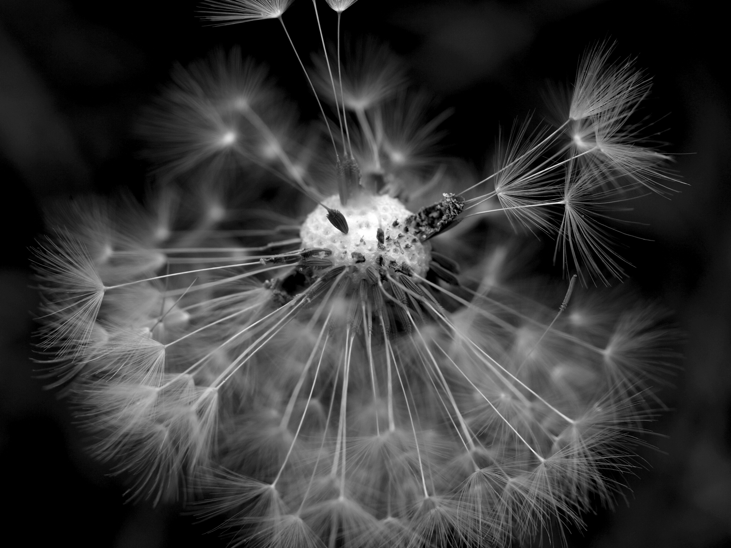 Autant en emporte le vent